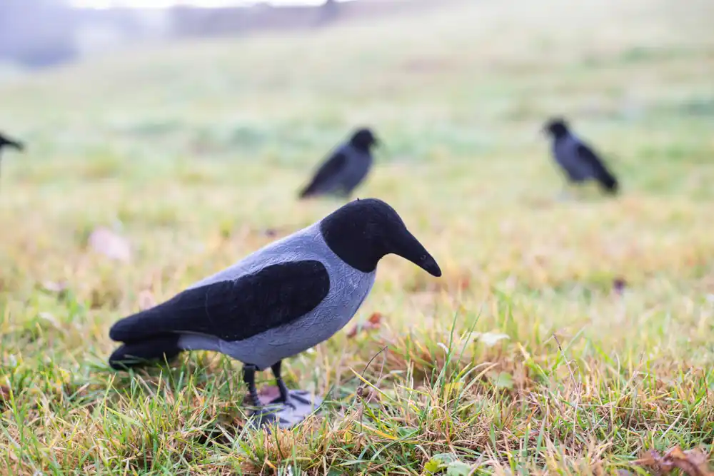 Flocked Hooded Crow - Slutrea